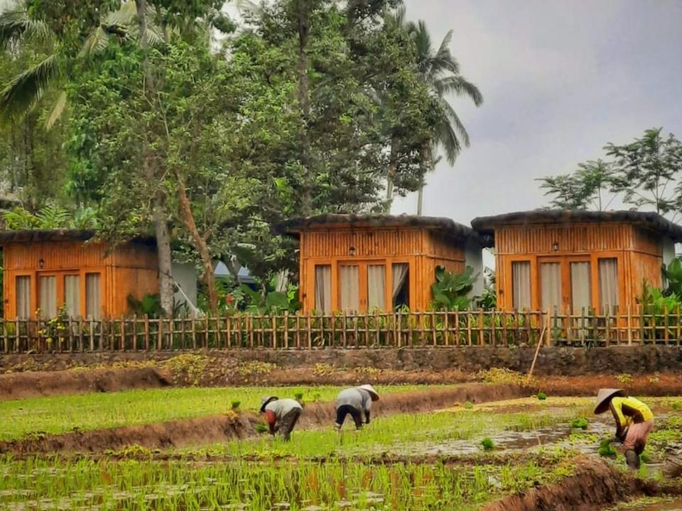 Sawah Ijen Hotell Licin Exteriör bild