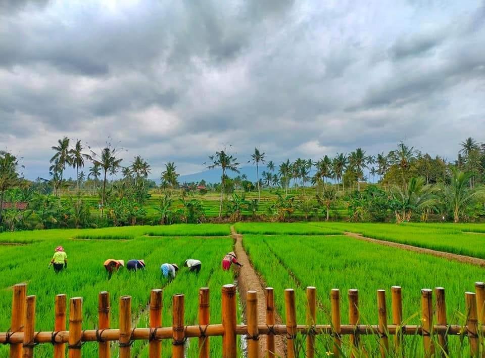 Sawah Ijen Hotell Licin Exteriör bild